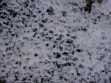 pict0011.jpg