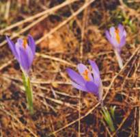 03-07-flora.jpg