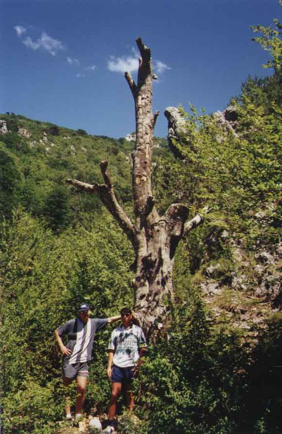 If picture is not shown here, it probably doesnot exist for this quality ... (choose another quality)