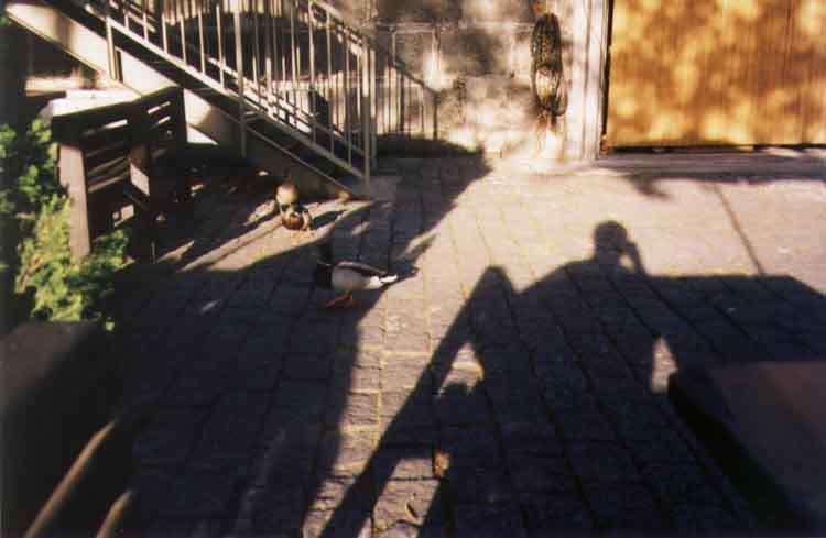 If picture is not shown here, it probably doesnot exist for this quality ... (choose another quality)