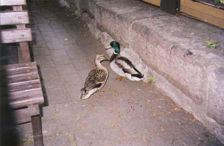 If picture is not shown here, it probably doesnot exist for this quality ... (choose another quality)