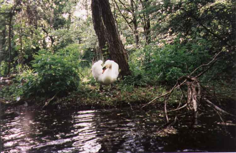 If picture is not shown here, it probably doesnot exist for this quality ... (choose another quality)