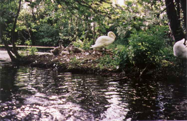 If picture is not shown here, it probably doesnot exist for this quality ... (choose another quality)