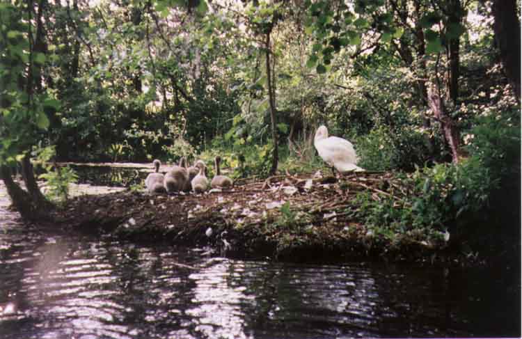 If picture is not shown here, it probably doesnot exist for this quality ... (choose another quality)