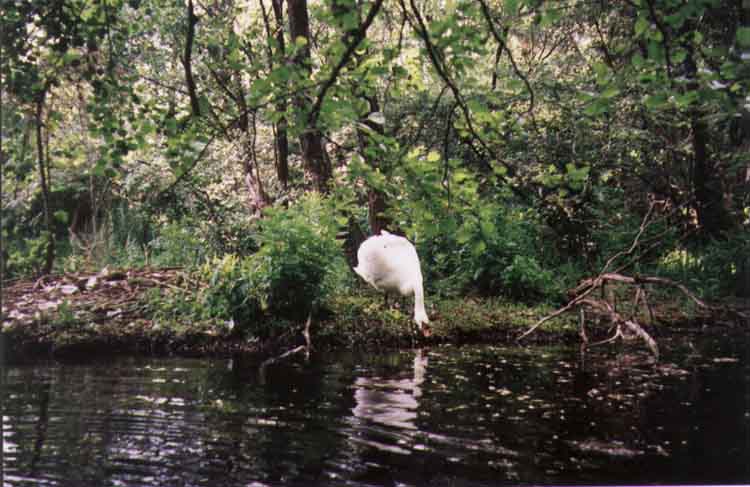 If picture is not shown here, it probably doesnot exist for this quality ... (choose another quality)