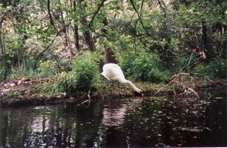 If picture is not shown here, it probably doesnot exist for this quality ... (choose another quality)