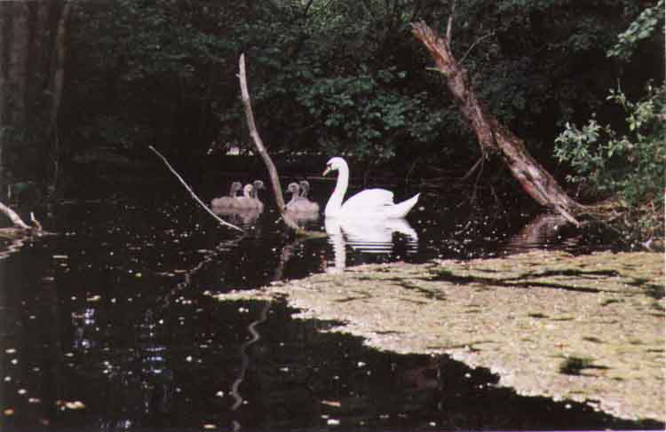 If picture is not shown here, it probably doesnot exist for this quality ... (choose another quality)