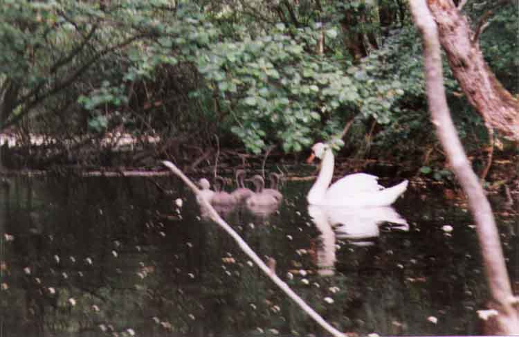 If picture is not shown here, it probably doesnot exist for this quality ... (choose another quality)