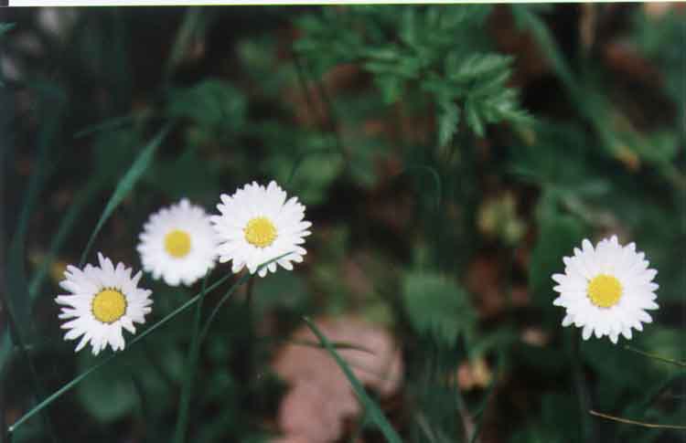 If picture is not shown here, it probably doesnot exist for this quality ... (choose another quality)