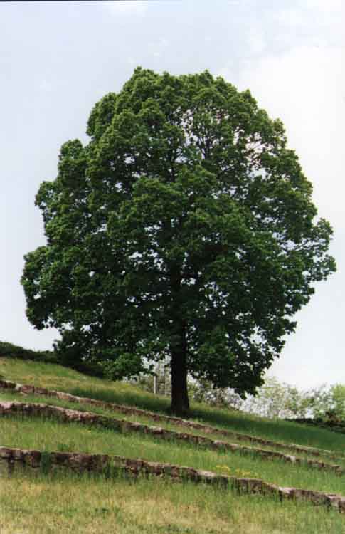 If picture is not shown here, it probably doesnot exist for this quality ... (choose another quality)