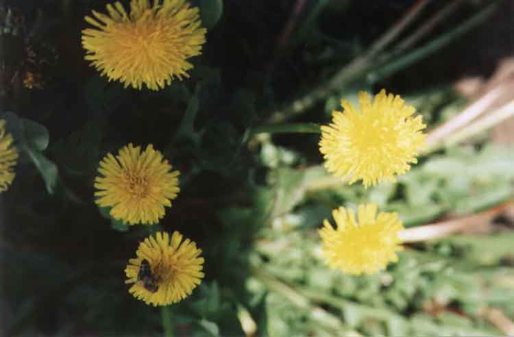 If picture is not shown here, it probably doesnot exist for this quality ... (choose another quality)