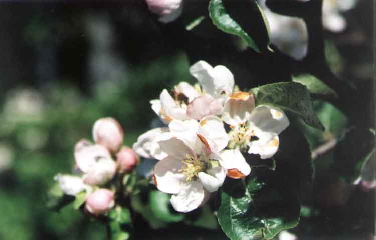 If picture is not shown here, it probably doesnot exist for this quality ... (choose another quality)