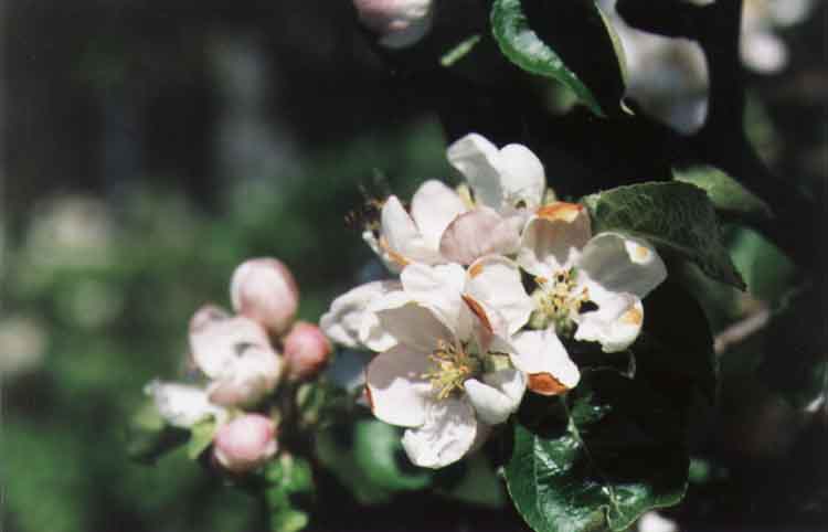 If picture is not shown here, it probably doesnot exist for this quality ... (choose another quality)