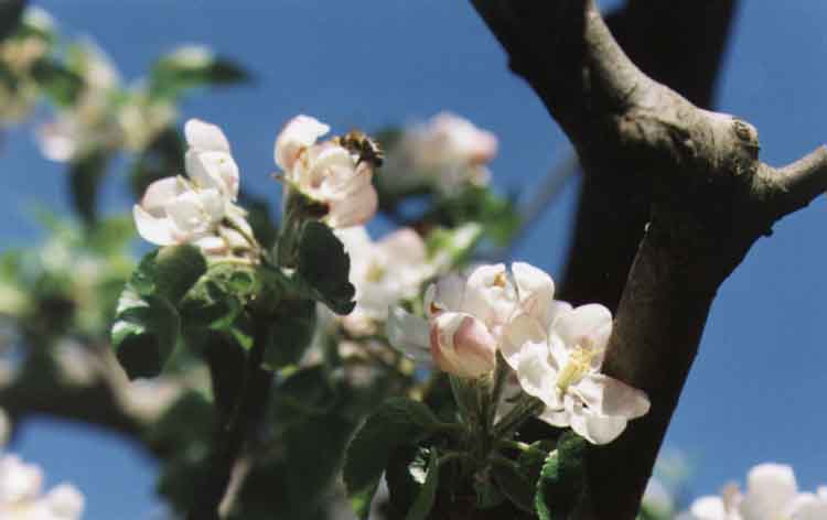 If picture is not shown here, it probably doesnot exist for this quality ... (choose another quality)