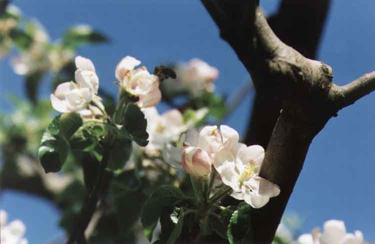 If picture is not shown here, it probably doesnot exist for this quality ... (choose another quality)