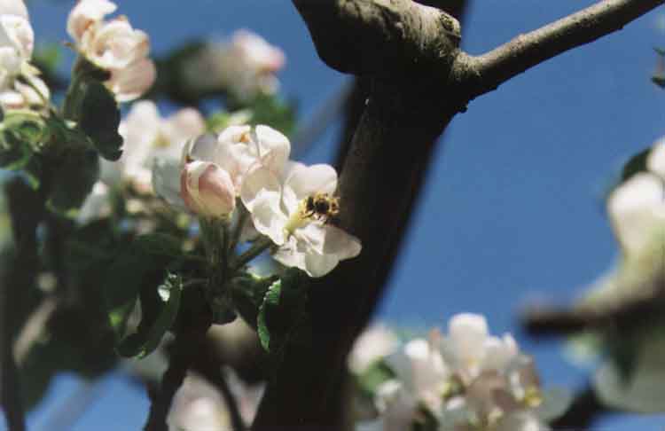 If picture is not shown here, it probably doesnot exist for this quality ... (choose another quality)