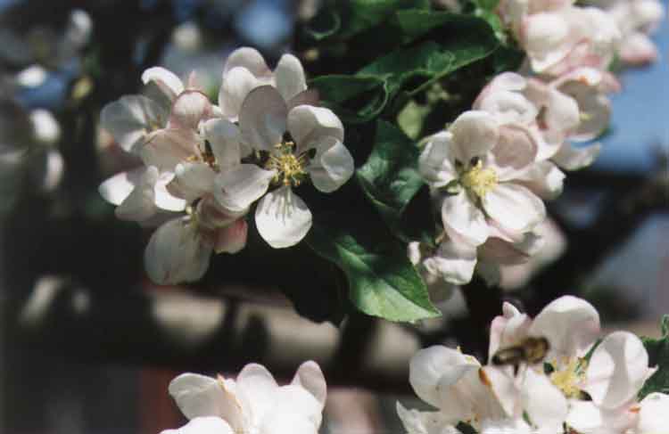 If picture is not shown here, it probably doesnot exist for this quality ... (choose another quality)