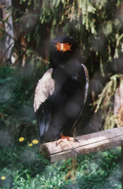 If picture is not shown here, it probably doesnot exist for this quality ... (choose another quality)