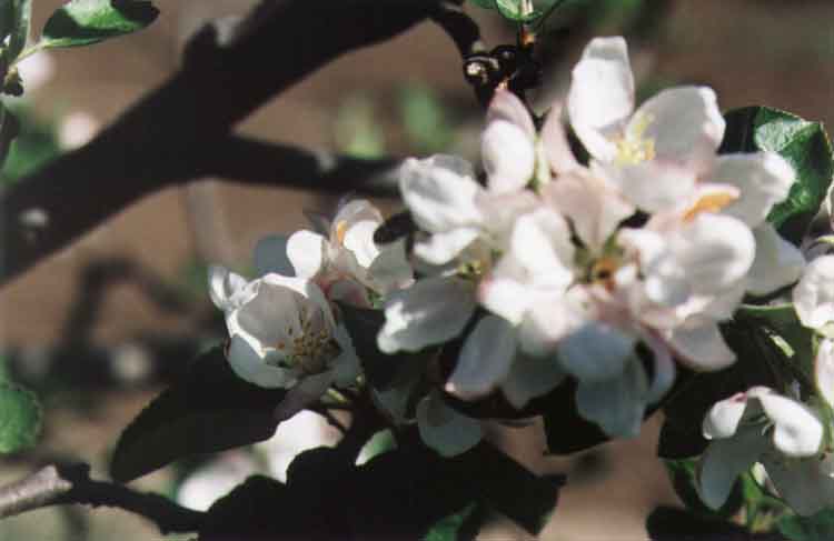 If picture is not shown here, it probably doesnot exist for this quality ... (choose another quality)