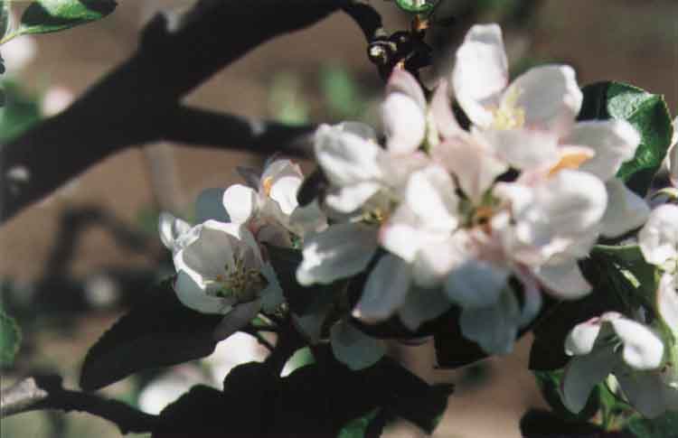 If picture is not shown here, it probably doesnot exist for this quality ... (choose another quality)