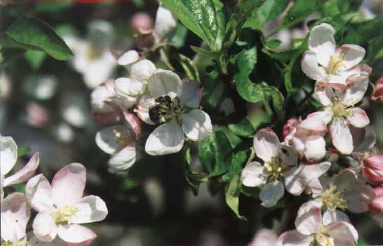 If picture is not shown here, it probably doesnot exist for this quality ... (choose another quality)