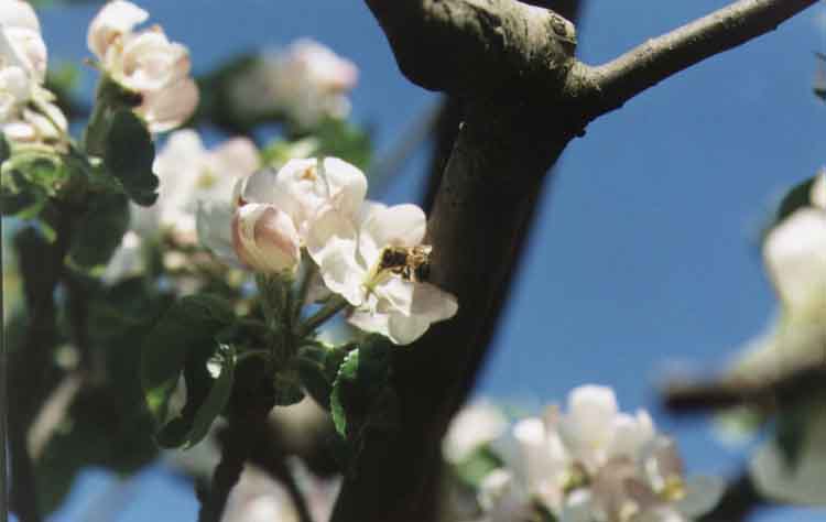 If picture is not shown here, it probably doesnot exist for this quality ... (choose another quality)