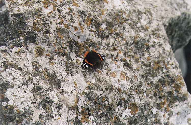 If picture is not shown here, it probably doesnot exist for this quality ... (choose another quality)