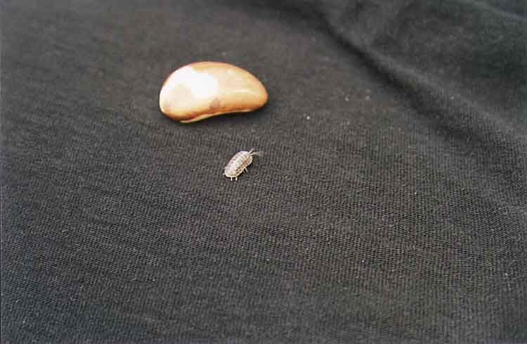 If picture is not shown here, it probably doesnot exist for this quality ... (choose another quality)