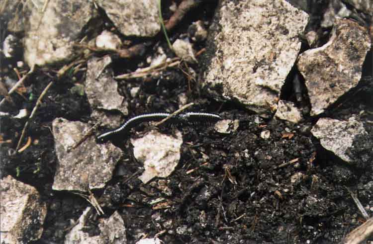 If picture is not shown here, it probably doesnot exist for this quality ... (choose another quality)