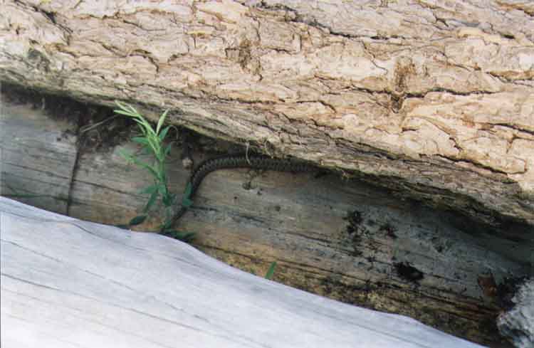 If picture is not shown here, it probably doesnot exist for this quality ... (choose another quality)