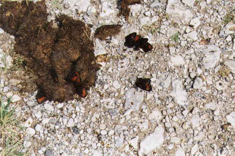 If picture is not shown here, it probably doesnot exist for this quality ... (choose another quality)