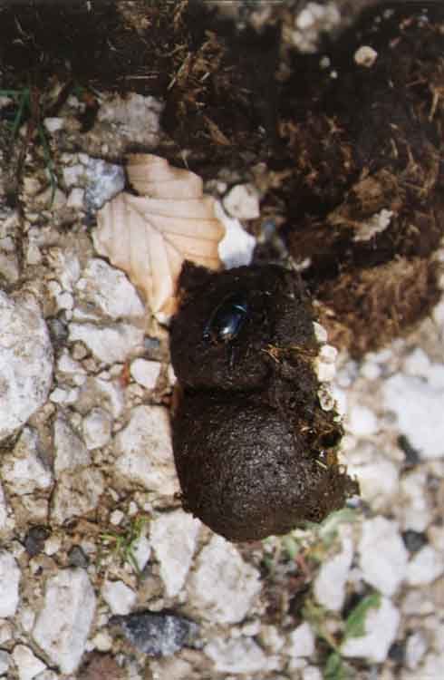 If picture is not shown here, it probably doesnot exist for this quality ... (choose another quality)