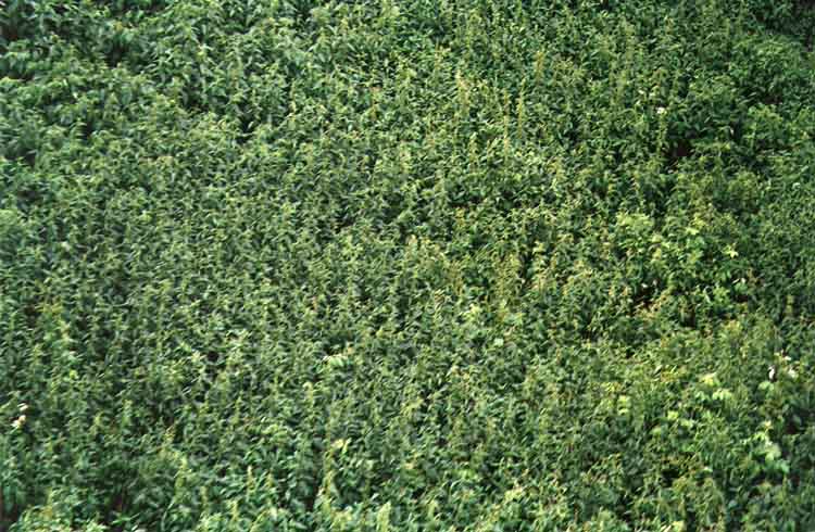 If picture is not shown here, it probably doesnot exist for this quality ... (choose another quality)