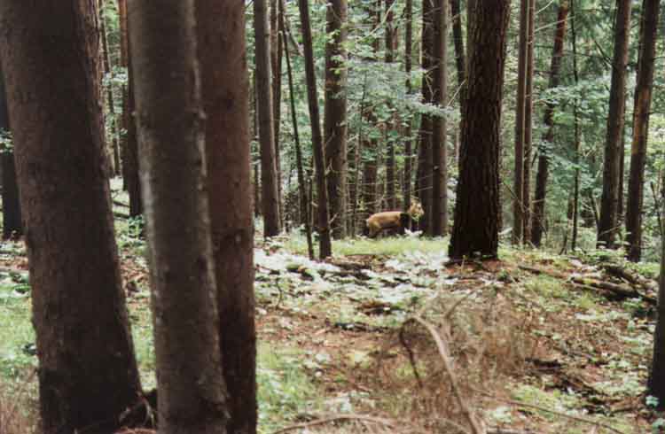 If picture is not shown here, it probably doesnot exist for this quality ... (choose another quality)