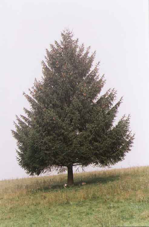 If picture is not shown here, it probably doesnot exist for this quality ... (choose another quality)