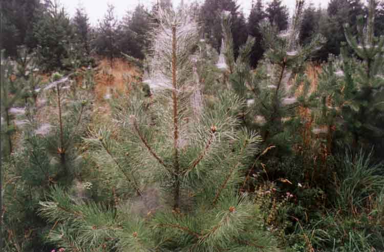 If picture is not shown here, it probably doesnot exist for this quality ... (choose another quality)