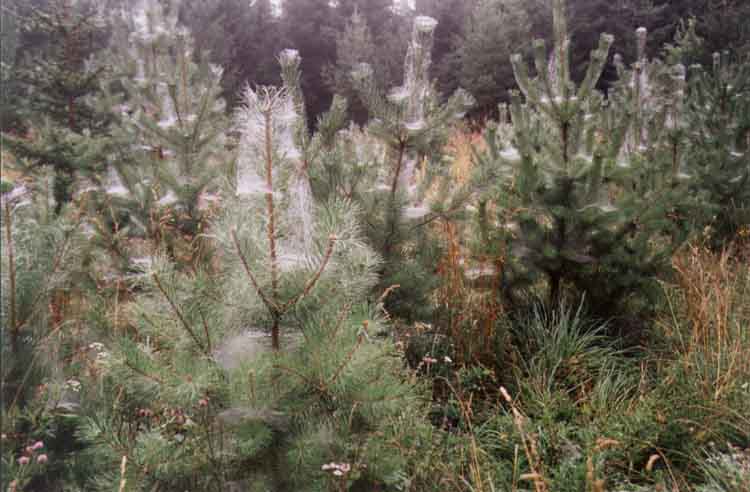 If picture is not shown here, it probably doesnot exist for this quality ... (choose another quality)