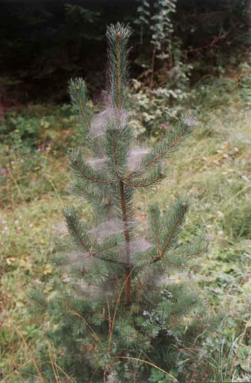 If picture is not shown here, it probably doesnot exist for this quality ... (choose another quality)