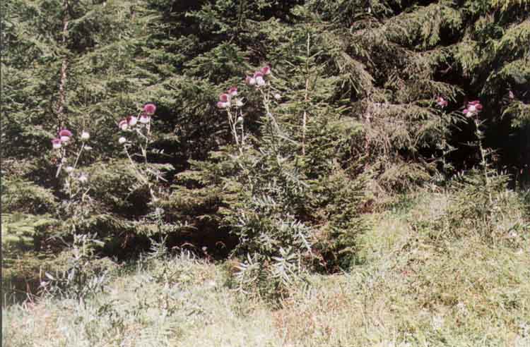 If picture is not shown here, it probably doesnot exist for this quality ... (choose another quality)