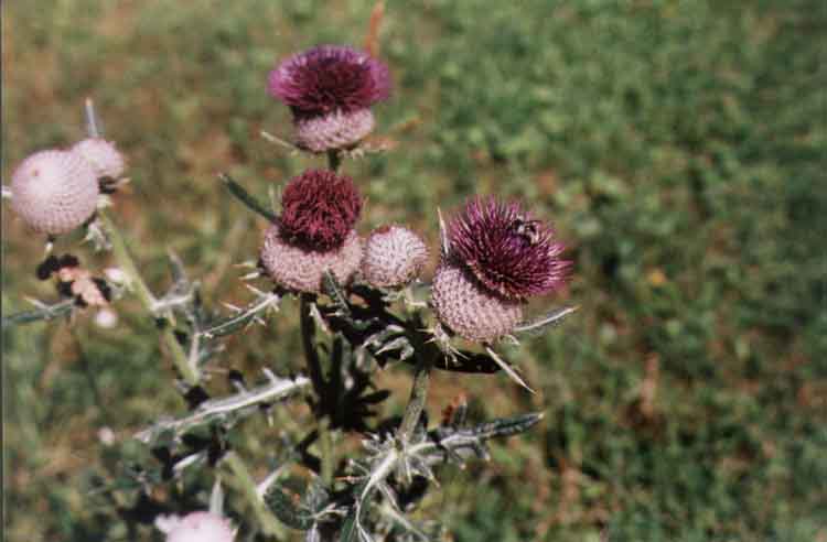 If picture is not shown here, it probably doesnot exist for this quality ... (choose another quality)