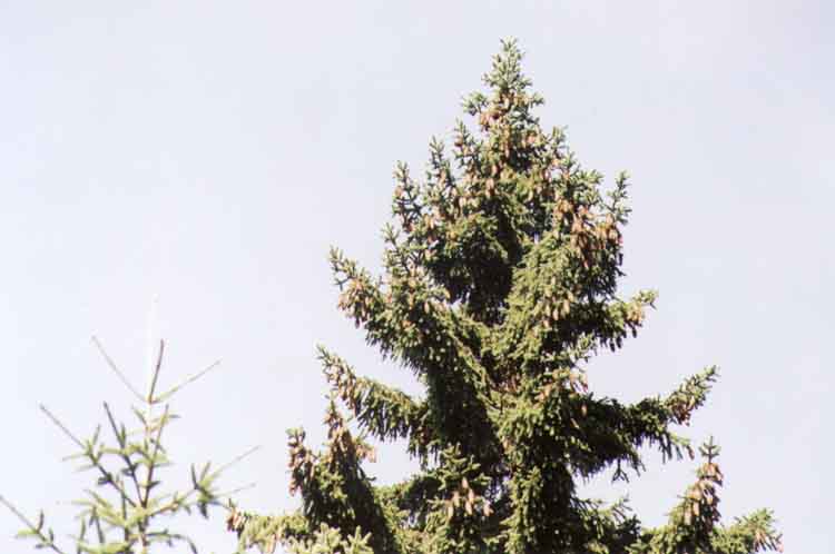 If picture is not shown here, it probably doesnot exist for this quality ... (choose another quality)