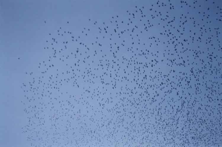 If picture is not shown here, it probably doesnot exist for this quality ... (choose another quality)