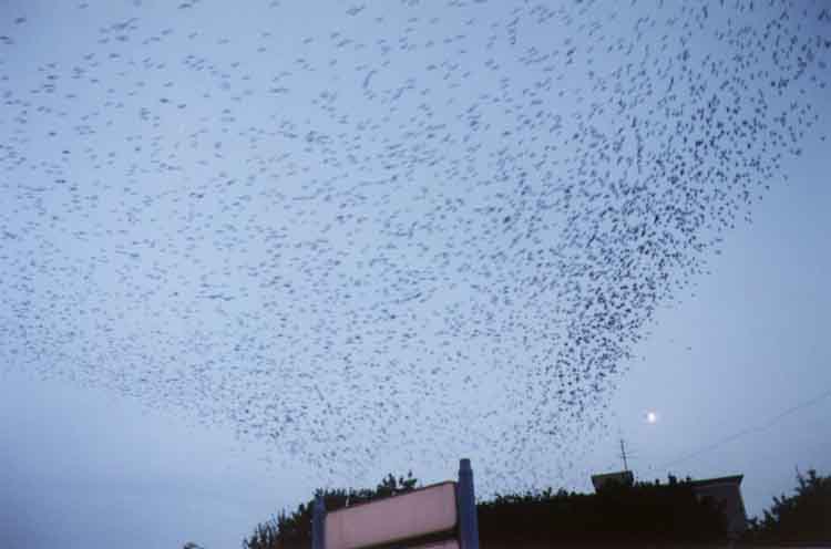 If picture is not shown here, it probably doesnot exist for this quality ... (choose another quality)