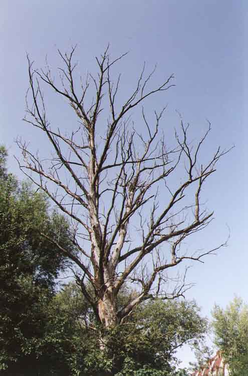 If picture is not shown here, it probably doesnot exist for this quality ... (choose another quality)