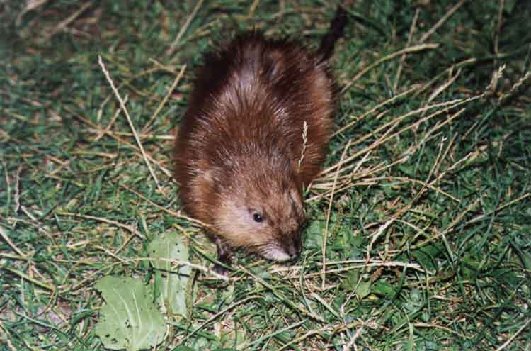 If picture is not shown here, it probably doesnot exist for this quality ... (choose another quality)