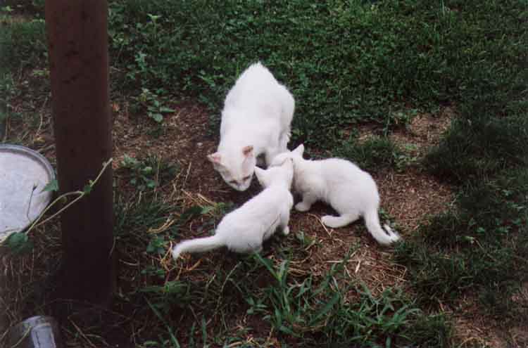 If picture is not shown here, it probably doesnot exist for this quality ... (choose another quality)