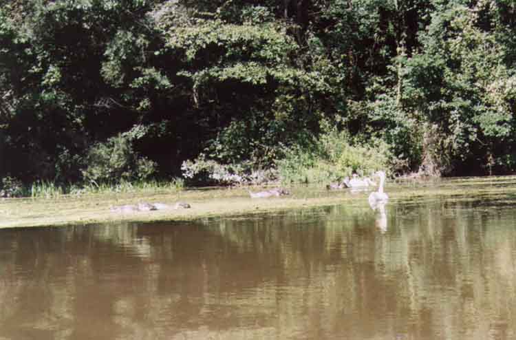 If picture is not shown here, it probably doesnot exist for this quality ... (choose another quality)