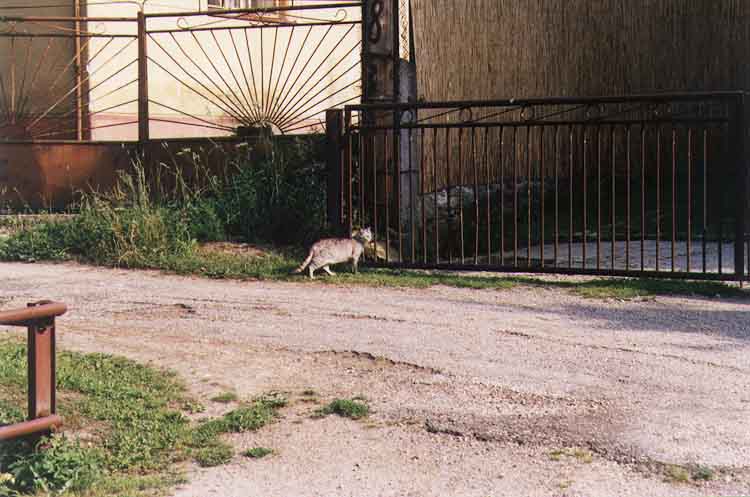 If picture is not shown here, it probably doesnot exist for this quality ... (choose another quality)