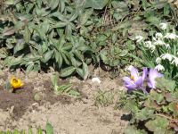 dvorska_panasonic_p1000031.jpg: 171k (2009-03-28 13:34)