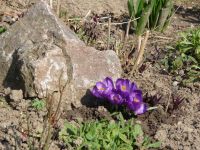 dvorska_panasonic_p1000032.jpg: 209k (2009-03-28 13:34)